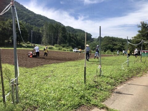 大根種まき